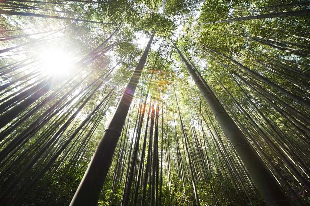 Free towering bamboos image