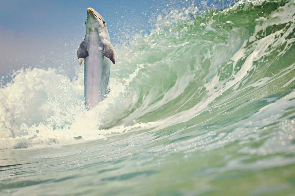 Dolphin jumping wave