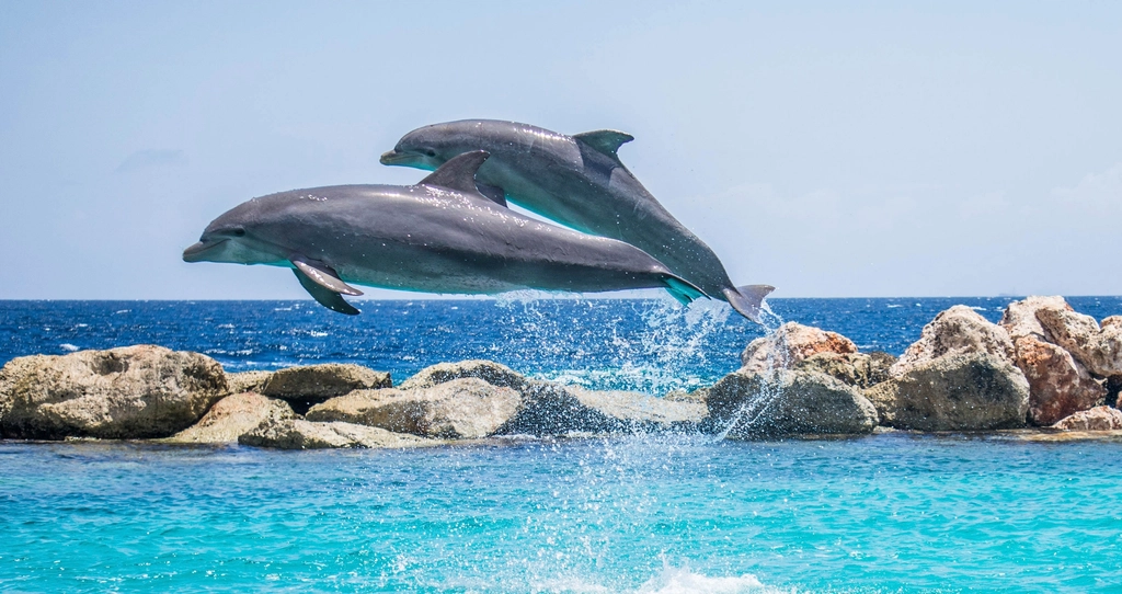 Cute dolphins jumping together