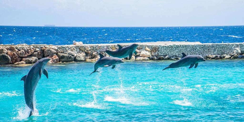 Cute dolphins jumping together