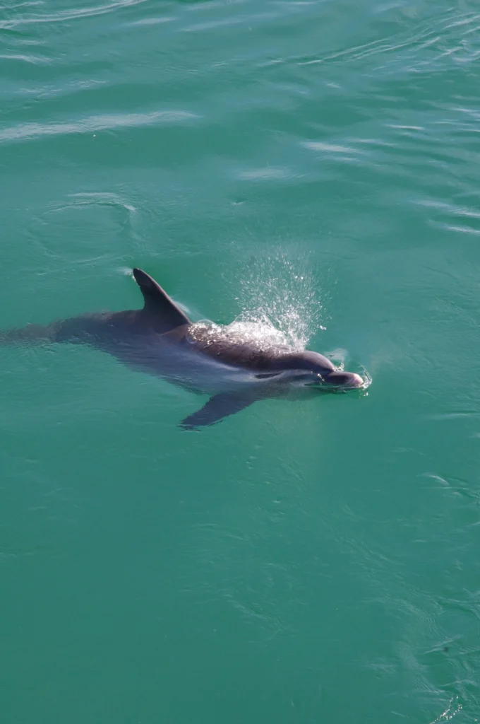 Dolphin swimming alone