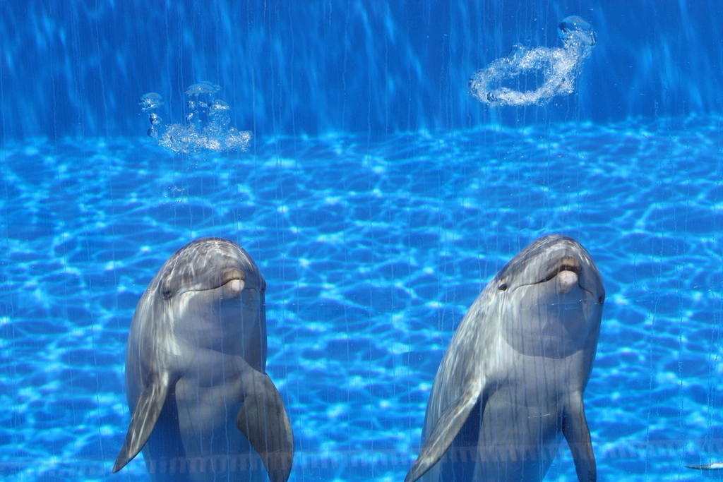 Cute dolphins pool