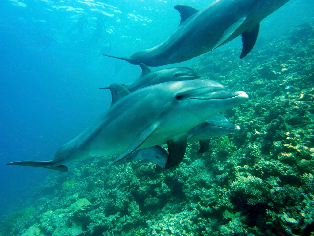 Dolphins swimming close up