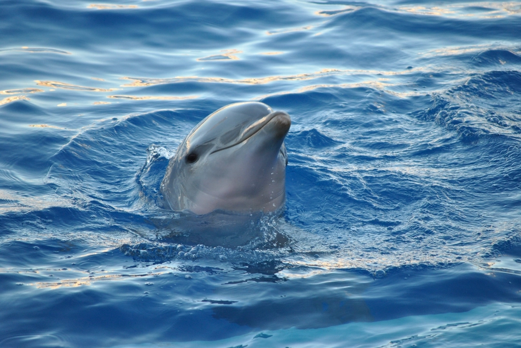 Free dolphin surfacing image