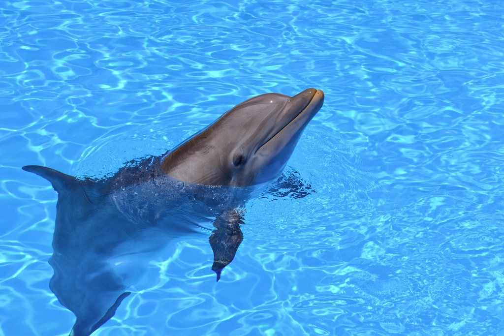 Dolphin. Original public domain image